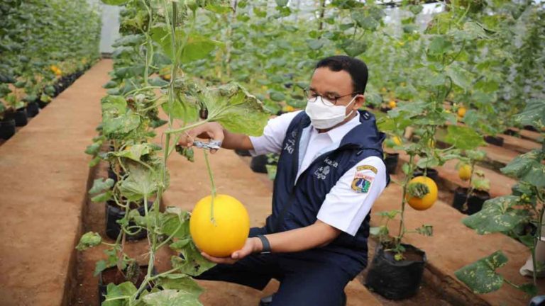Anies Panen Melon, Apresiasi Kawasan Agro Edu Wisata (AEW) Cilangkap