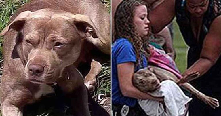 Seekor Anjing Mati Setelah Melindungi Keluarga Pemiliknya dari Seorang Penyerang