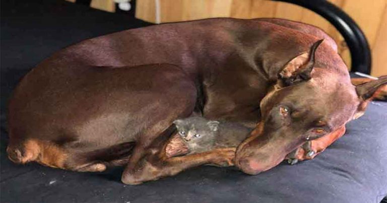 Ibu Anjing yang Besar Mengadopsi Anak Kucing yang Baru Lahir dan Menggendong di Mulutnya