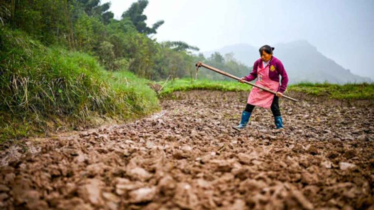 Video Menunjukkan Para Petani Tiongkok Diperintahkan Mengubah Hutan Menjadi Ladang Biji-bijian Di Tengah Ketakutan Akan Kekurangan Pangan