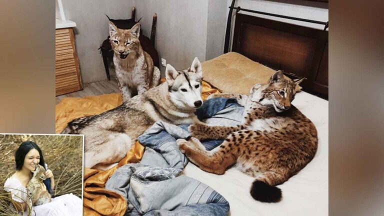 Wanita Ini Menyelamatkan 2 Ekor Bayi Lynx dari Peternakan Bulu, Membesarkannya Bersama-sama dengan Kuda, Rubah, dan 15 Ekor Anjing