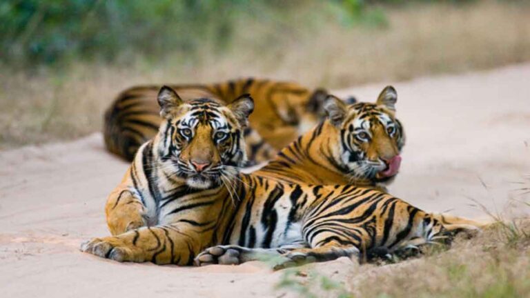 Kelompok Konservasi: Populasi Harimau Dunia Lebih Tinggi 40 Persen dari Perkiraan Sebelumnya