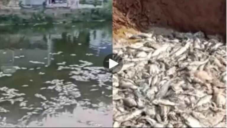 Pemadaman Listrik Saat Suhu Tinggi di Sichuan, Tiongkok, Ribuan Ikan Tambak Mati Hingga Pemilik Kolam Menderita Kerugian Besar