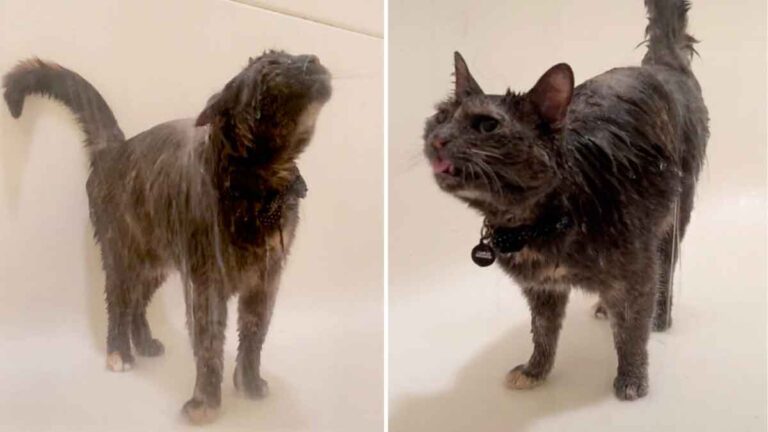 Viral! Kucing ‘Unik’ yang Gemoy dan Imut Hobi Mandi Pakai Shower