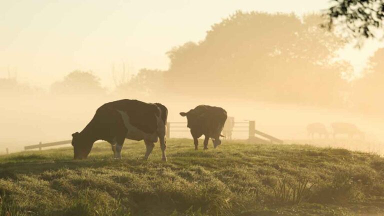 Kaya Manfaat dari Daging Ternak yang Diberi Pakan Rumput