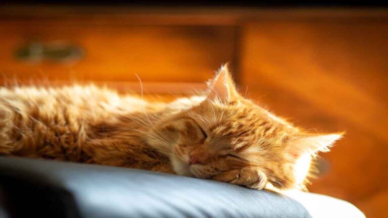 Mengapa Kucing Tidur Terus Menerus dalam  Waktu Panjang?