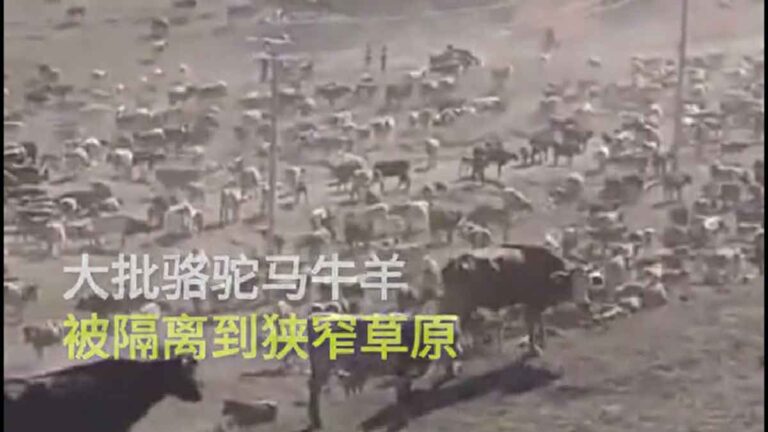 Puluhan Ribu Sapi dan Kuda di Daerah Penggembalaan Xinjiang Diisolasi,  Domba-domba Dipakaikan Masker