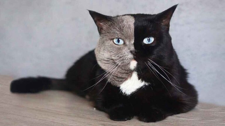 FOTO: Kucing Langka dengan Warna ‘Dua Wajah’ Akan Mencuri Hatimu