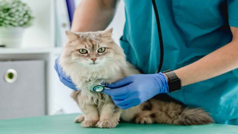 Obat Antiansietas Membantu Kucing Bersantai di Klinik Hewan