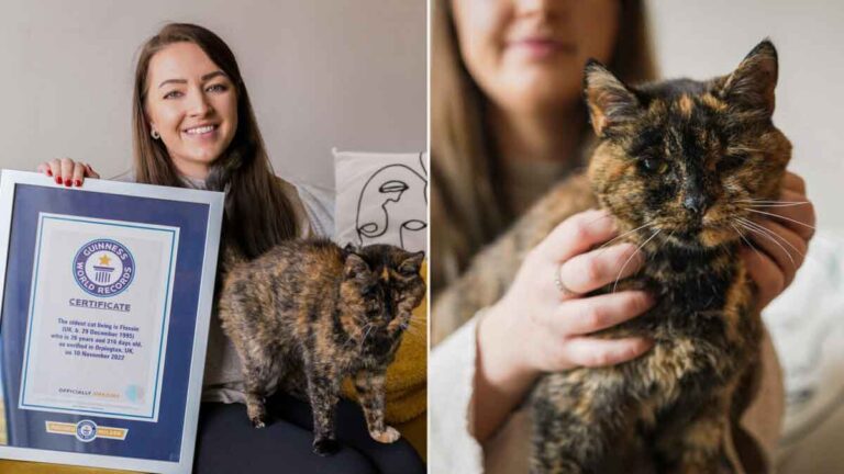 Kucing Tertua yang Masih Hidup ‘Flossie’ Meraih Guinness World Record pada Usia 26 Tahun, yang Sama dengan Usia 120 Tahun Manusia