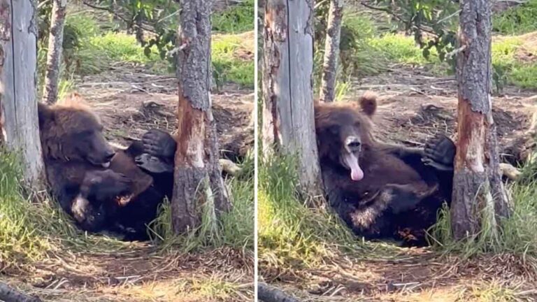 Lucu, Anak Beruang Bermalas-malasan Bersantai di Pepohonan, Menunggu Induknya  Menyergap Ikan