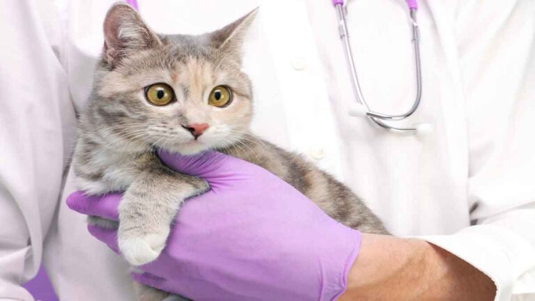 Tes Darah Sederhana Mendeteksi Penyakit Jantung pada Kucing Anda