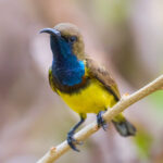 Olive-backed,Sunbird,Perching,On,Branch