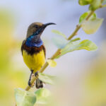 Olive-backed,Sunbird,Yellow-bellied,Sunbird,Bird,Form,Thailand