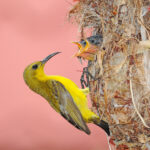 Female,Sunbird,Feeding,Chicks