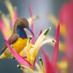 Burung MADU SRIGANTI-6