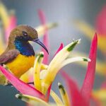 Burung-MADU-SRIGANTI-6