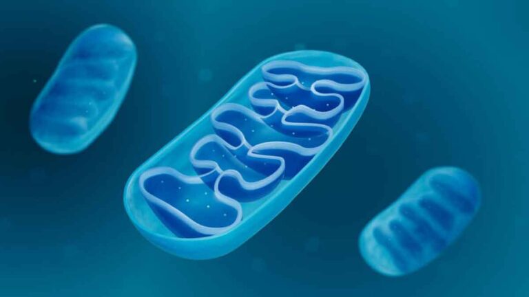 <strong>Banyak Penyakit bisa Disebabkan oleh Disfungsi Mitokondria, Inilah 4 Cara Mencegahnya</strong>