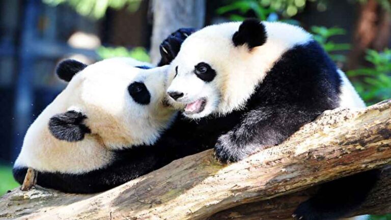 Panda dan Kelas Online : Tumbal Kemerosotan Kekuatan Nasional Dinasti Merah