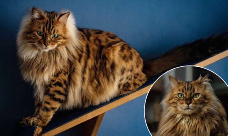 <strong>Temui Cezar, Kucing Cashmere yang Terlihat Seperti Singa Cilik Menggemaskan</strong>
