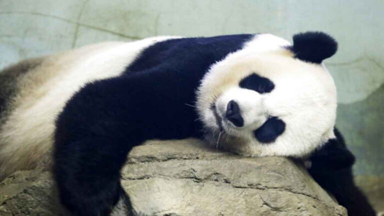 <strong>Banyak Negara Kembalikan Panda Raksasa, Seiring Berakhirnya ‘Diplomasi Panda’ Tiongkok</strong>