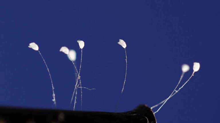 <strong>FOTO LANGKA: Udumbara yang Mistis – ‘Bunga Langit’ atau Telur Serangga?</strong>