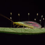 Green,Lacewing,Fly,And,Stalked,Eggs