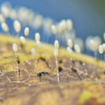 Green,Lacewing,Eggs,Attached,By,Stalks,To,A,Tree,Leaf.