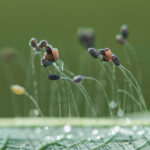 Lacewing,Eggs,Close,Up