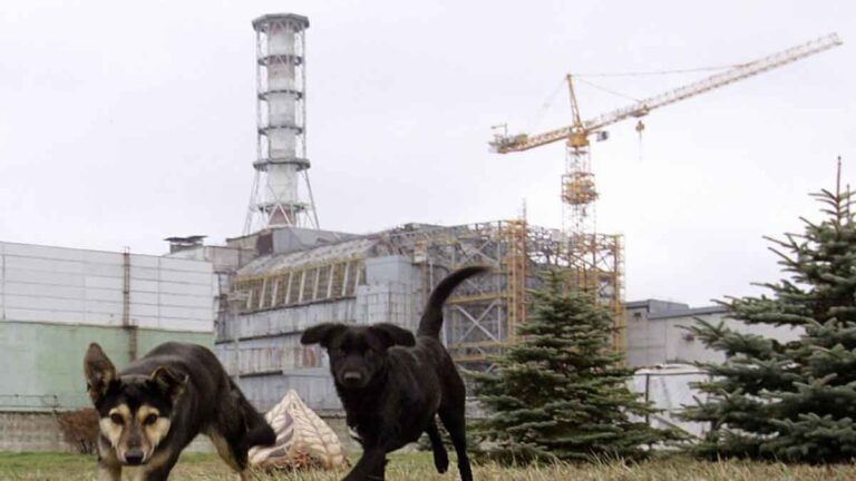 Bagaimana Kondisi Anjing-anjing yang Tinggal di Zona Chernobyl, Ini Hasil Penyelidikan Ilmuwan
