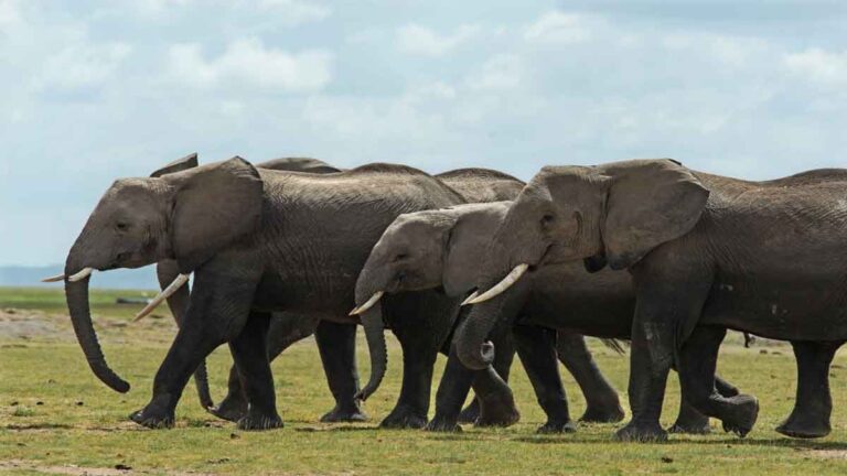 Penelitian Menunjukkan Gajah Afrika Gunakan Aroma Tubuh yang Khas untuk Berkomunikasi
