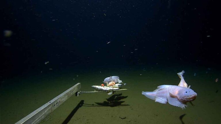 Penampakan Ikan Terdalam di Dunia yang Ditemukan di Dasar Laut Jepang