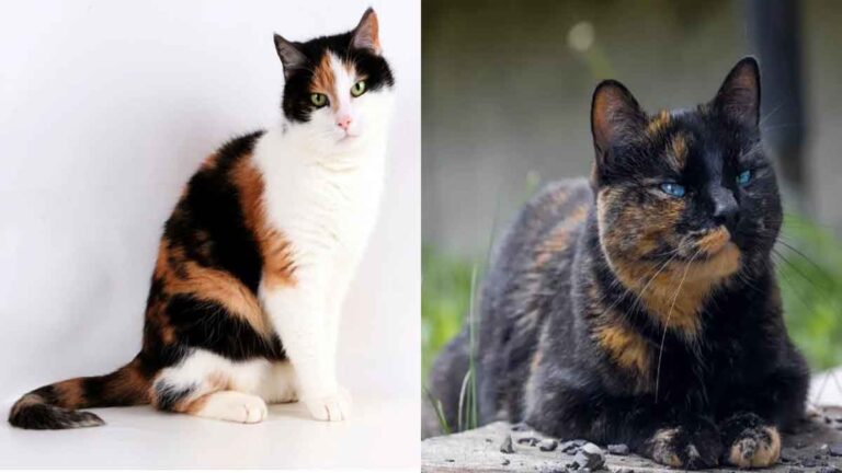 Mengapa Kucing Calico dan Tortie Biasanya Hampir Selalu Betina? Sangat Jarang Jantan