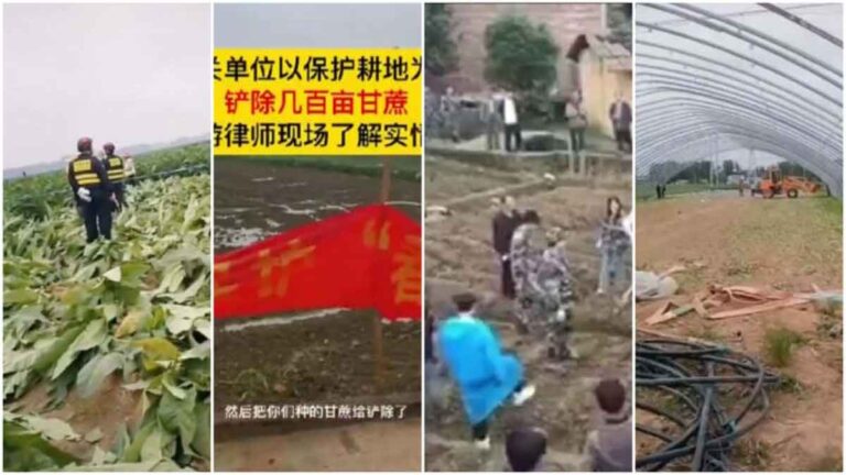 Sejumlah Besar Ladang Tanaman Non-Pangan di Tiongkok Dihancurkan Demi Mendorong Petani Menanam Biji-Bijian