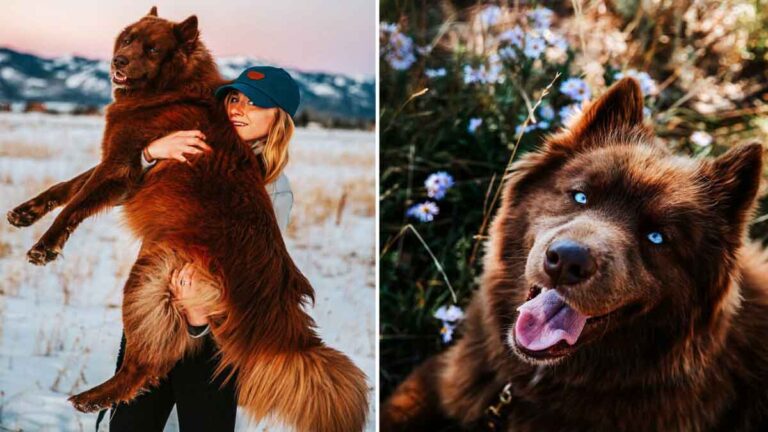 Siberian Husky Sebesar Beruang Memikat Semua Orang Dengan Mata Birunya yang Bersinar