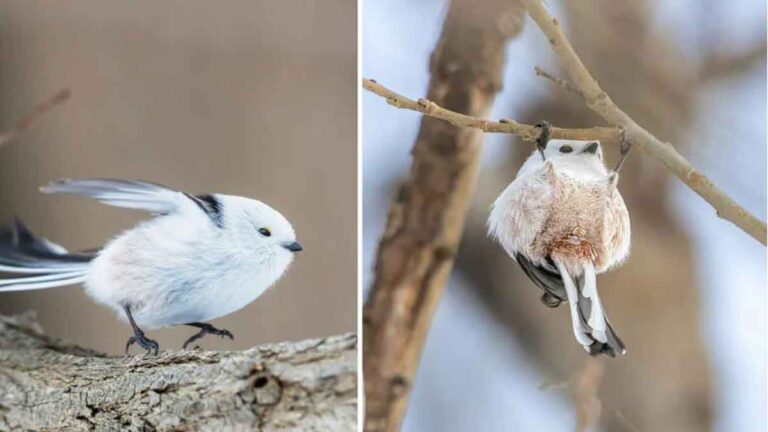 Burung-burung “Cute” : ‘Peri Salju’ Mungil Jepang yang Tertangkap Kamera Sedang Senam di Dahan Pohon