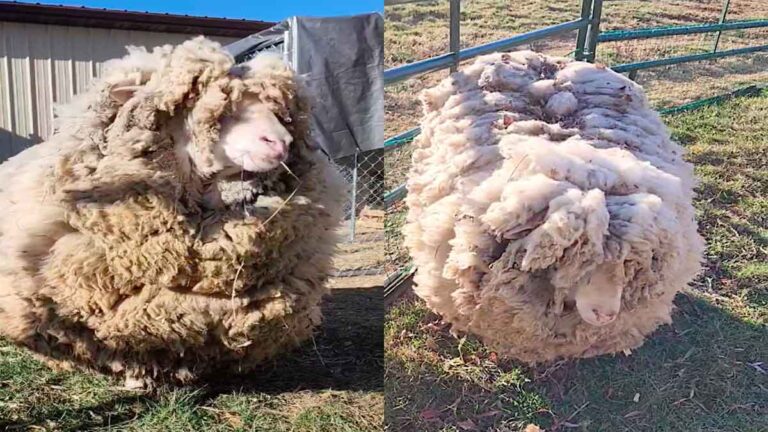 Domba Ini Tak Dicukur Selama 6 Tahun dengan Menyandang 17 Kg Wol, Ia Kini Akhirnya Mendapatkan Kembali Kehidupannya