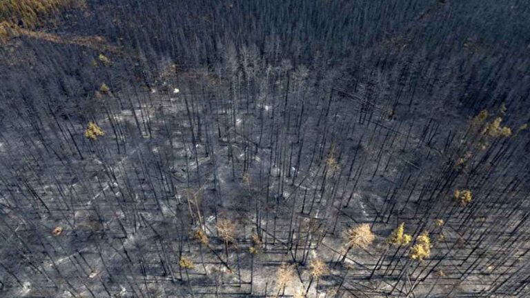 Kebakaran Hutan di Kanada Meluas Mencapai Ratusan Ribu Hektar Hingga Menyebabkan Kenaikan Harga Minyak Mentah
