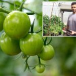 Tomato,Plants,In,Greenhouse,Green,Tomatoes,Plantation.,Organic,Farming,,Young