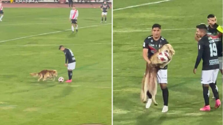 Seekor Anjing Fluffy Menggemaskan Menginterupsi Pertandingan Sepak Bola, Mencuri Bola, dan Menolak untuk Melepaskannya