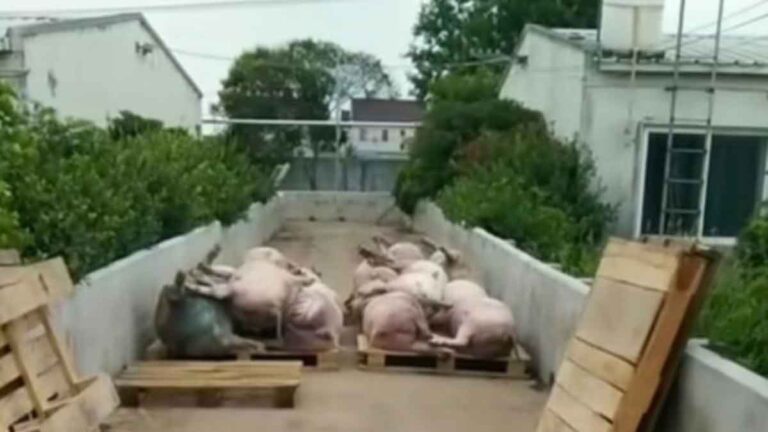 Tiongkok Dilanda “Musim Panas yang Tak Biasa” dengan Sejumlah Besar Babi Mati karena Kepanasan di Beberapa Peternakan