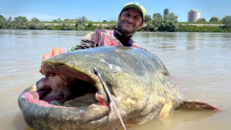 Pemancing Ini Merasakan Tarikan ‘Luar Biasa’, Menangkap Rekor Ikan Lele Raksasa Hampir 3 Meter Panjangnya