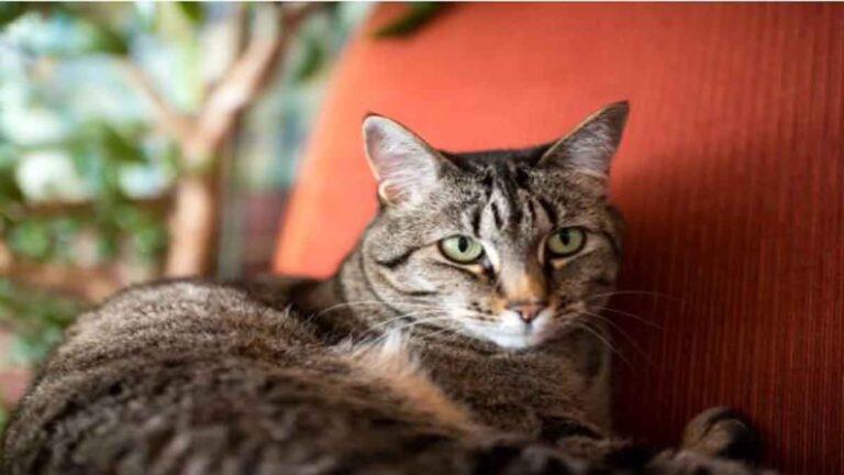 Pengobatan Artritis Aman untuk Kucing yang Mengidap Penyakit Ginjal