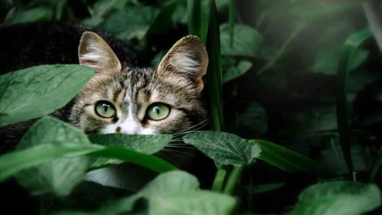 Pantulan Warna-warni pada Mata Kucing Meningkatkan Penglihatannya Saat Gelap