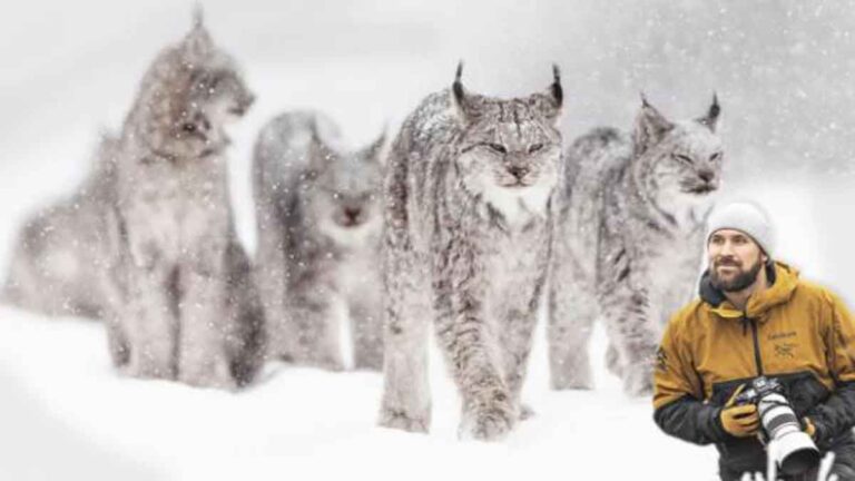 ‘Enam Ekor Kucing Lynx Berada di Sekeliling Saya, Duduk di Salju’: Kisah Petualangan Seorang Fotografer Mengabadikan Satwa Liar Langka