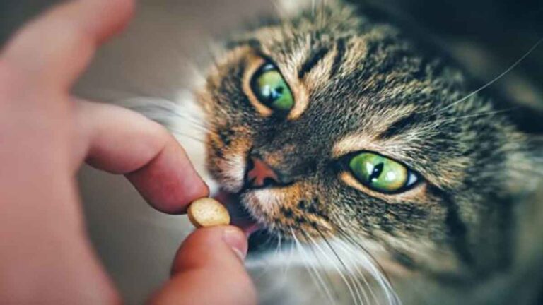 Banyak Cara Memberikan Obat ke Kucing Walaupun Tiap Hari Suka “Bikin Rusuh”