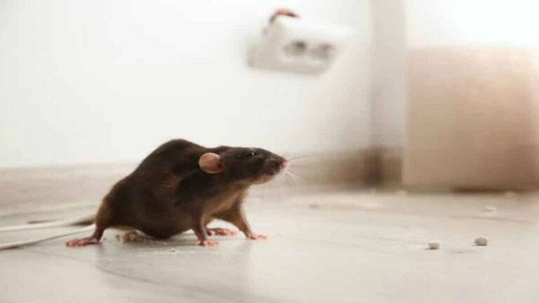 Tikus Berkeliaran di Rumah Anda? Tepatkah Memberikan Umpan sebagai Perangkap? Inilah Cara Membasminya