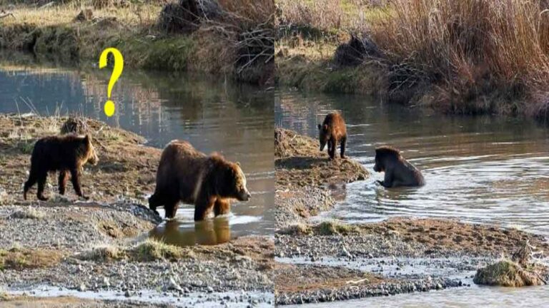 Induk Beruang Grizzly Menunjukkan Keterampilan Pengasuhannya Saat Anaknya yang Ketakutan Menyeberangi Sungai