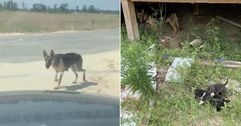 Anjing Berlari ke Mobil Memohon Bantuan dan Memandu Pengemudi ke Rumah Terbengkalai