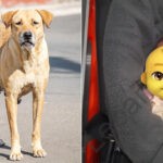 Anjing-Liar-Menyelamatkan-Bayi-Perempuan